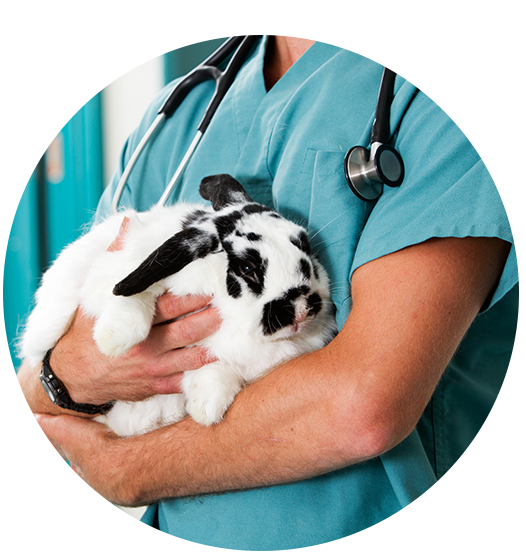 Wout : clinique vétérinaire à La Souterraine, Le Grand-Bourg (23) & Bessines-sur-Gartempe (87) 